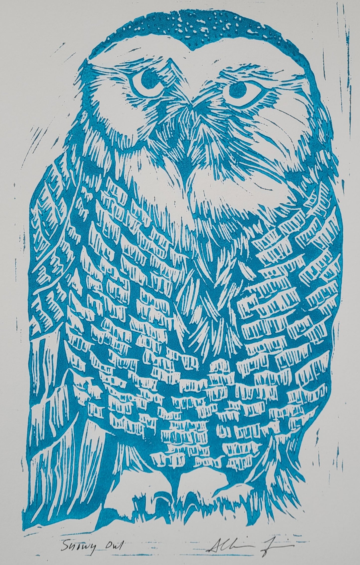 Snowy Owl