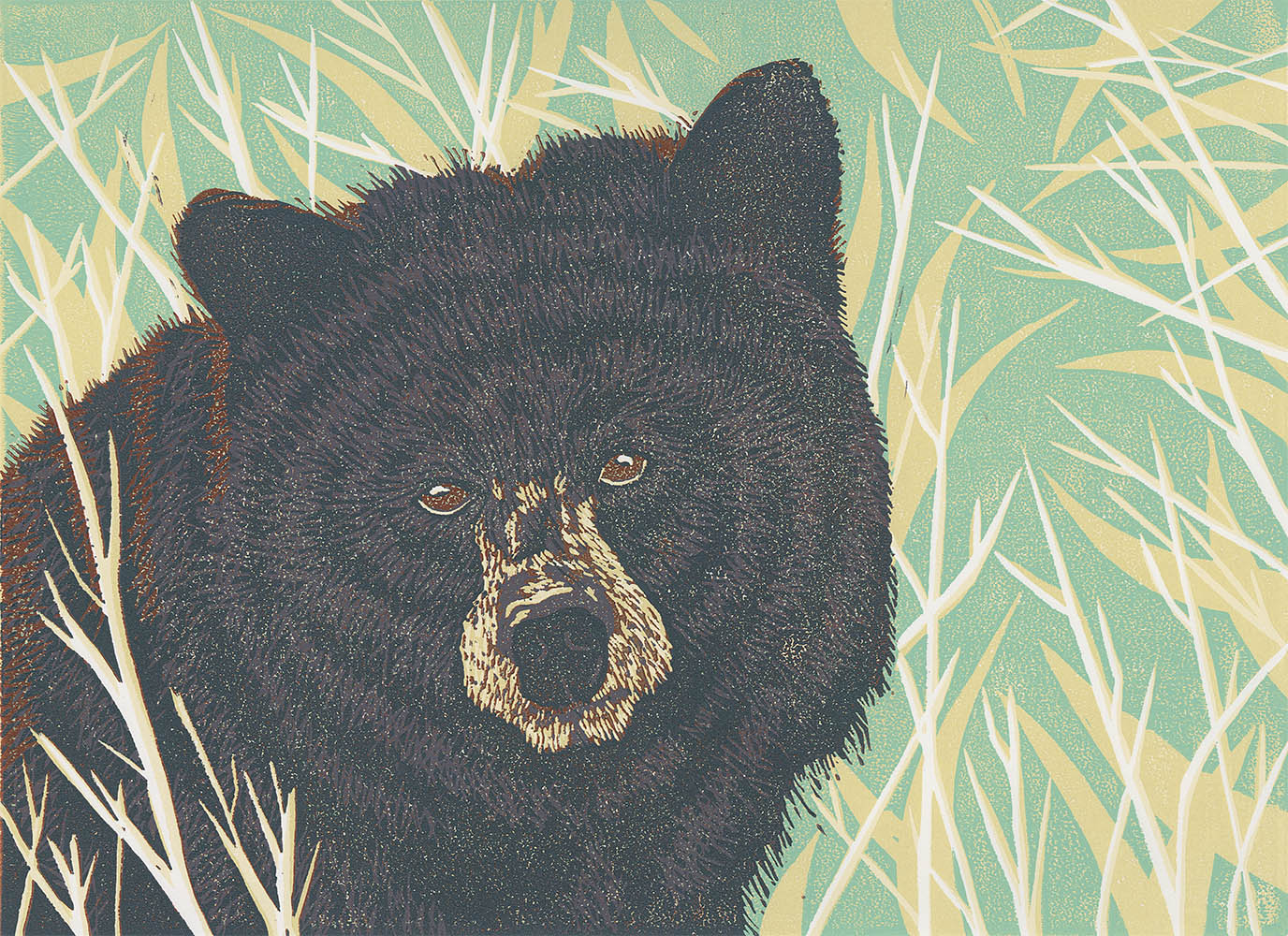 Black Bear