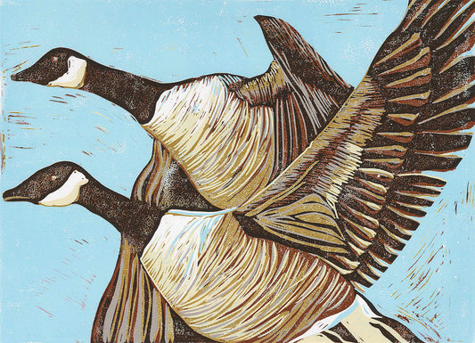 Canadian Geese