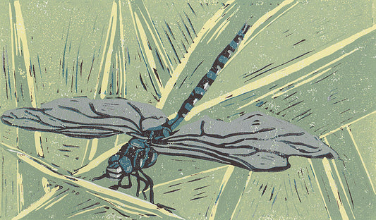 Dragonfly
