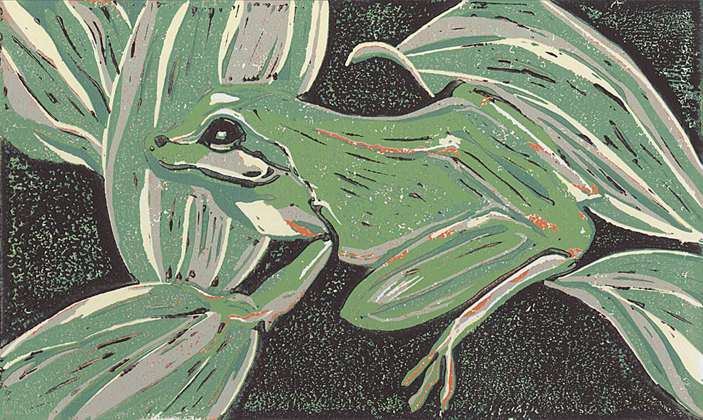 Northern Pacific Tree Frog