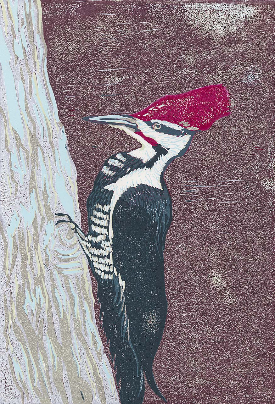 Pileated Woodpecker