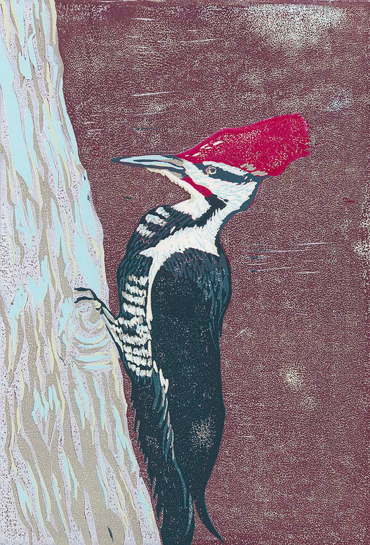 Pileated Woodpecker