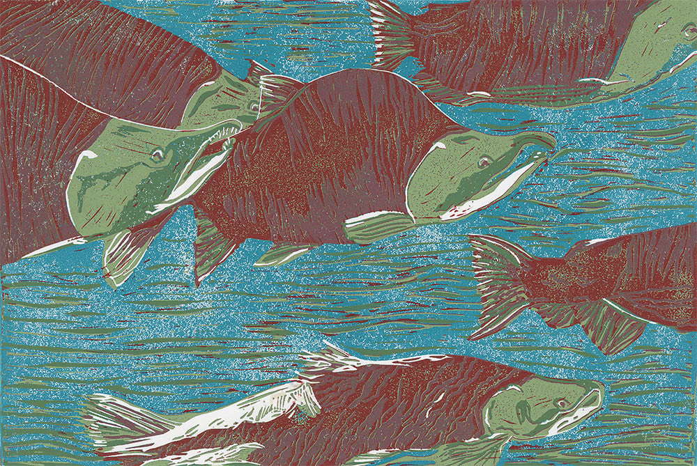 Spawning Salmon