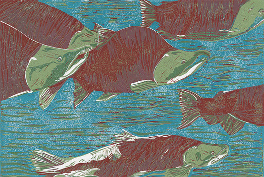 Spawning Salmon