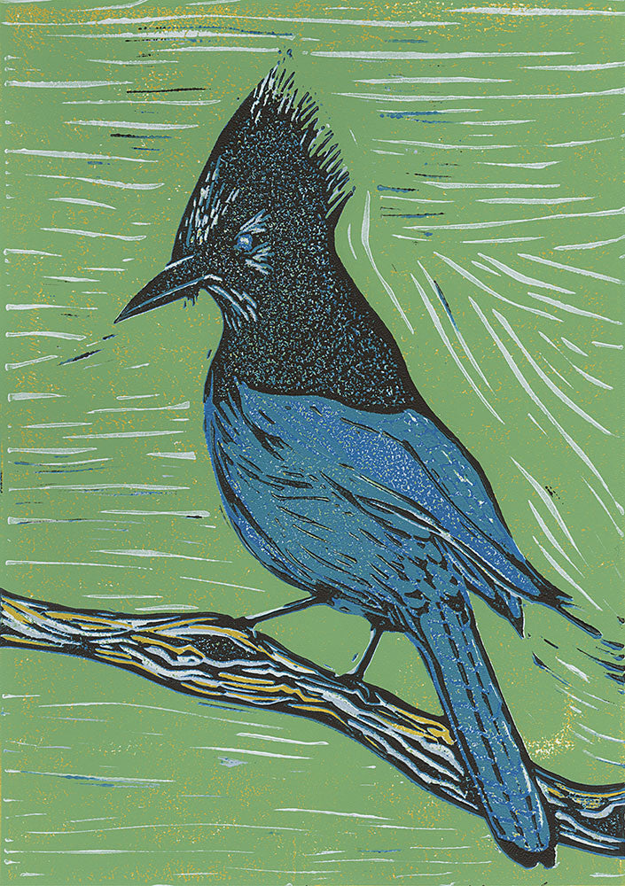 Steller's Jay