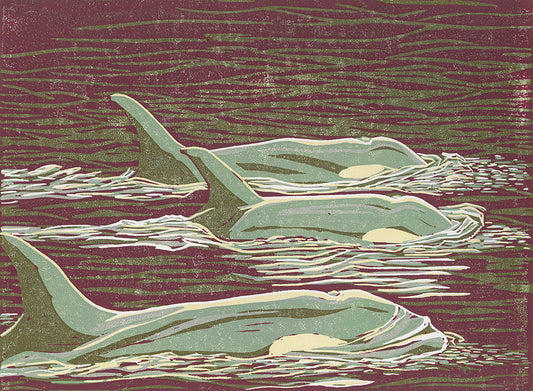 Pod of Orca Whales