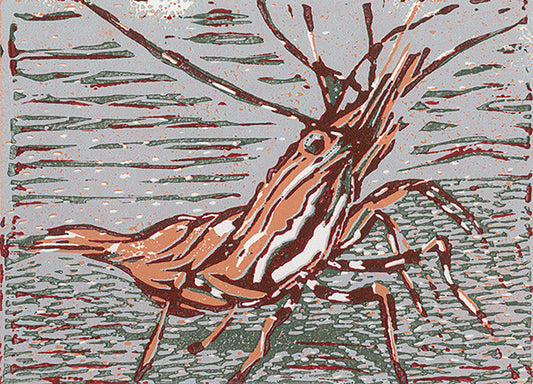 Spot Prawn